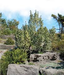 Attēlu rezultāti vaicājumam “Elaeagnus commutata”