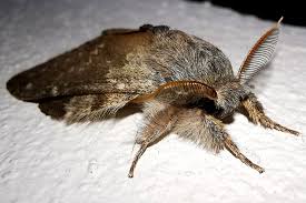 Attēlu rezultāti vaicājumam “Stauropus fagi”