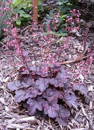 Image result for Heuchera `Midnight Rose`