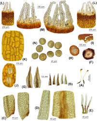 Attēlu rezultāti vaicājumam “Paludella squarrosa sporophyte”