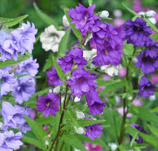 Attēlu rezultāti vaicājumam “Campanula trachelium flower”
