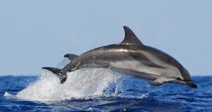 Image result for Stenella coeruleoalba