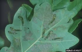 Attēlu rezultāti vaicājumam “Caliroa annulipes”