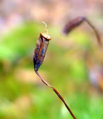 Attēlu rezultāti vaicājumam “Anomodon viticulosus sporophyte”