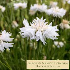 Image result for Centaurea cyanus