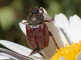 Attēlu rezultāti vaicājumam “Hoplia graminicola”