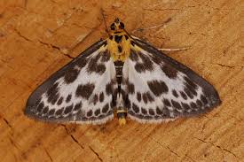 Attēlu rezultāti vaicājumam “Anania hortulata”