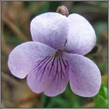 Attēlu rezultāti vaicājumam “Viola palustris flower”