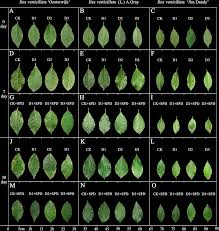 Image result for Edlington Sc