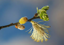 Attēlu rezultāti vaicājumam “Salix aurita bud”