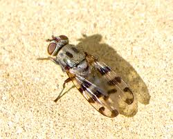 Attēlu rezultāti vaicājumam “Tetanops myopina”