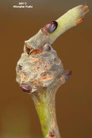 Attēlu rezultāti vaicājumam “Rabdophaga salicis”