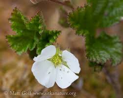 Attēlu rezultāti vaicājumam “Rubus chamaemorus leaf”