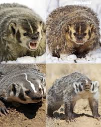 Attēlu rezultāti vaicājumam “Meles meles adult”