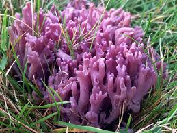 Attēlu rezultāti vaicājumam “Clavaria zollingeri”