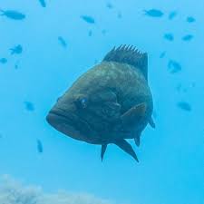 Image result for Epinephelus marginatus