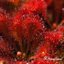 Attēlu rezultāti vaicājumam “Droseraceae”