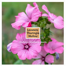 Image result for Lavatera thuringiaca