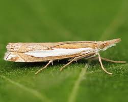 Attēlu rezultāti vaicājumam “Crambus hamella”