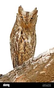 Image result for Otus scops