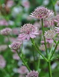 Attēlu rezultāti vaicājumam “Astrantia major leaf”