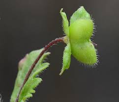 Attēlu rezultāti vaicājumam “Veronica spicata fruit”