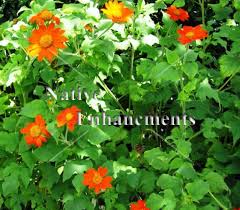 Image result for Tithonia rotundifolia
