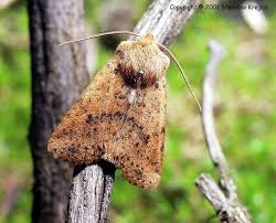 Attēlu rezultāti vaicājumam “Conistra rubiginea”