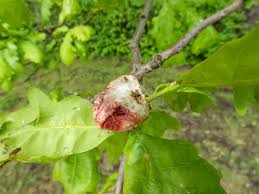 Attēlu rezultāti vaicājumam “Biorhiza pallida”