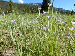 Attēlu rezultāti vaicājumam “Sisyrinchium montanum”