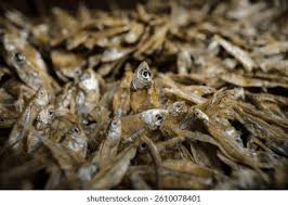 Attēlu rezultāti vaicājumam “Charales”