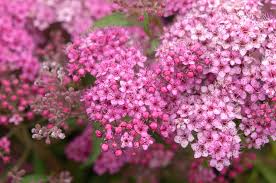 Attēlu rezultāti vaicājumam “Spiraea”