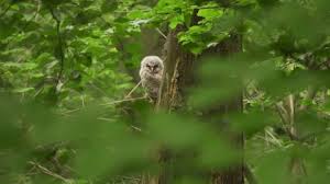 Attēlu rezultāti vaicājumam “Strix aluco juvenile”
