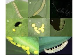 Attēlu rezultāti vaicājumam “Plutella xylostella”