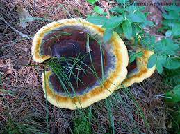 Attēlu rezultāti vaicājumam “Phaeolus schweinitzii”