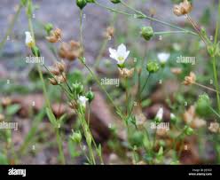 Attēlu rezultāti vaicājumam “Linum catharticum flower”