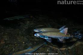 Image result for Coregonus lavaretus