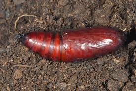 Attēlu rezultāti vaicājumam “Polia nebulosa”