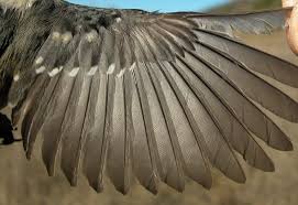 Attēlu rezultāti vaicājumam “Periparus ater adult”