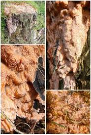 Attēlu rezultāti vaicājumam “Rhodonia placenta”