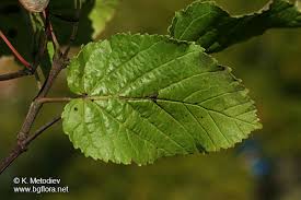 Attēlu rezultāti vaicājumam “Acer tataricum leaf”