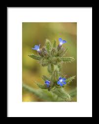 Attēlu rezultāti vaicājumam “Anchusa arvensis”