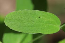 Attēlu rezultāti vaicājumam “Hypericum perforatum leaf”