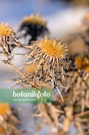 Attēlu rezultāti vaicājumam “Carlina vulgaris”