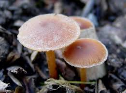 Attēlu rezultāti vaicājumam “Euura acutifoliae”