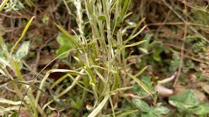 Attēlu rezultāti vaicājumam “Gnaphalium sylvaticum leaf”