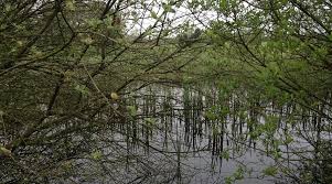 Image result for South Kyme Golf Club