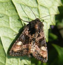 Attēlu rezultāti vaicājumam “Euplexia lucipara”