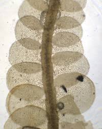 Attēlu rezultāti vaicājumam “Odontoschisma sphagni”