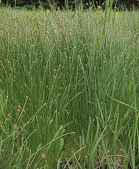 Attēlu rezultāti vaicājumam “Eleocharis quinqueflora”